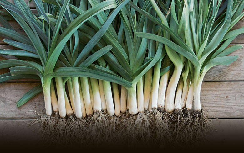 LARGE AMERICAN FLAG LEEK SEEDS NON-GMO GRILLING SOUPS RAMEN many uses! DELICIOUS