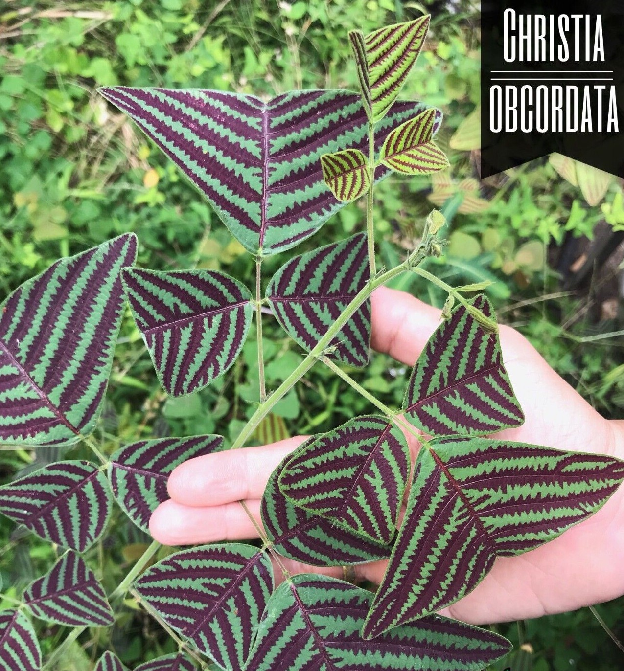 Organic LARGE LEAF Christia Obcordata or Butterfly Wing Plant or Swallowtail