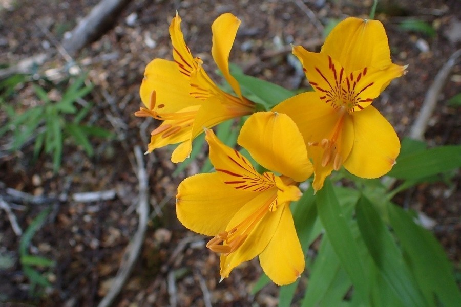 Alstroemeria aurea | pelegrina | psittacina | Yellow Peruvian Lily | 10_Seeds