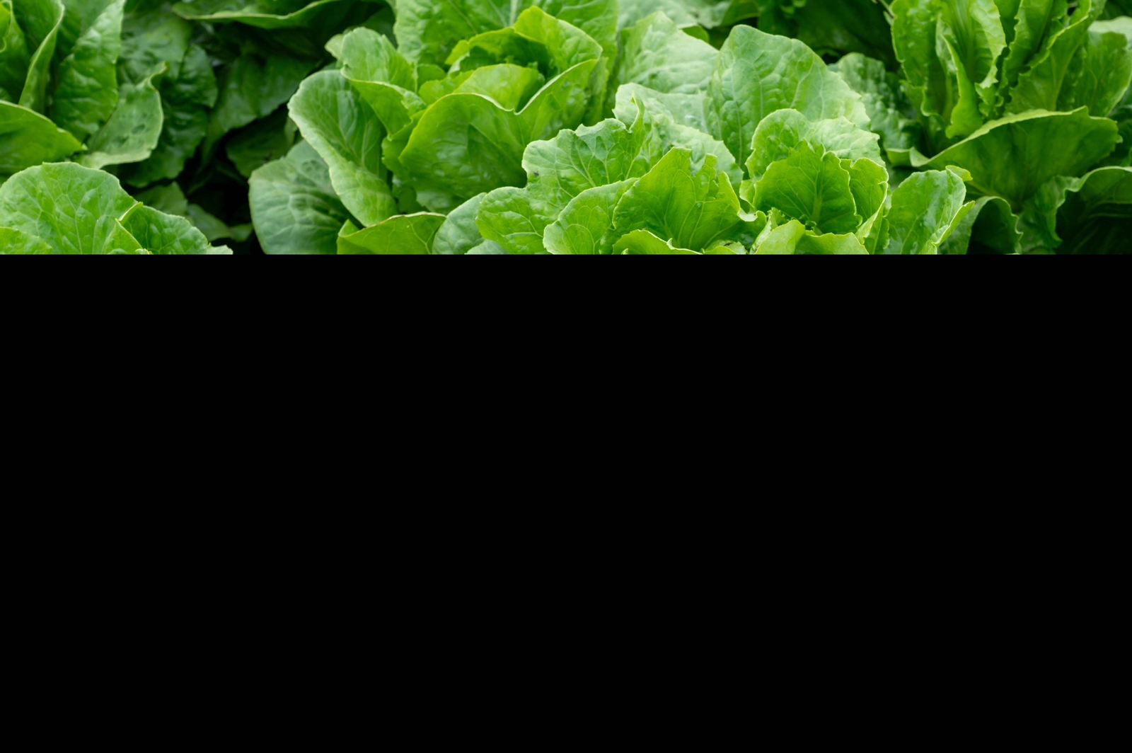 3000 PARRIS ISLAND Romaine LETTUCE Lactuca Sativa Vegetable Seeds