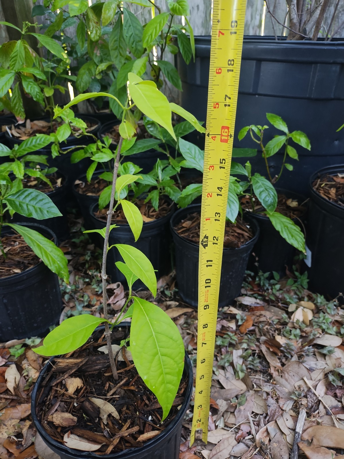 Rare South American Vine, Banisteriopsis C. Plant 18 Inches Tall