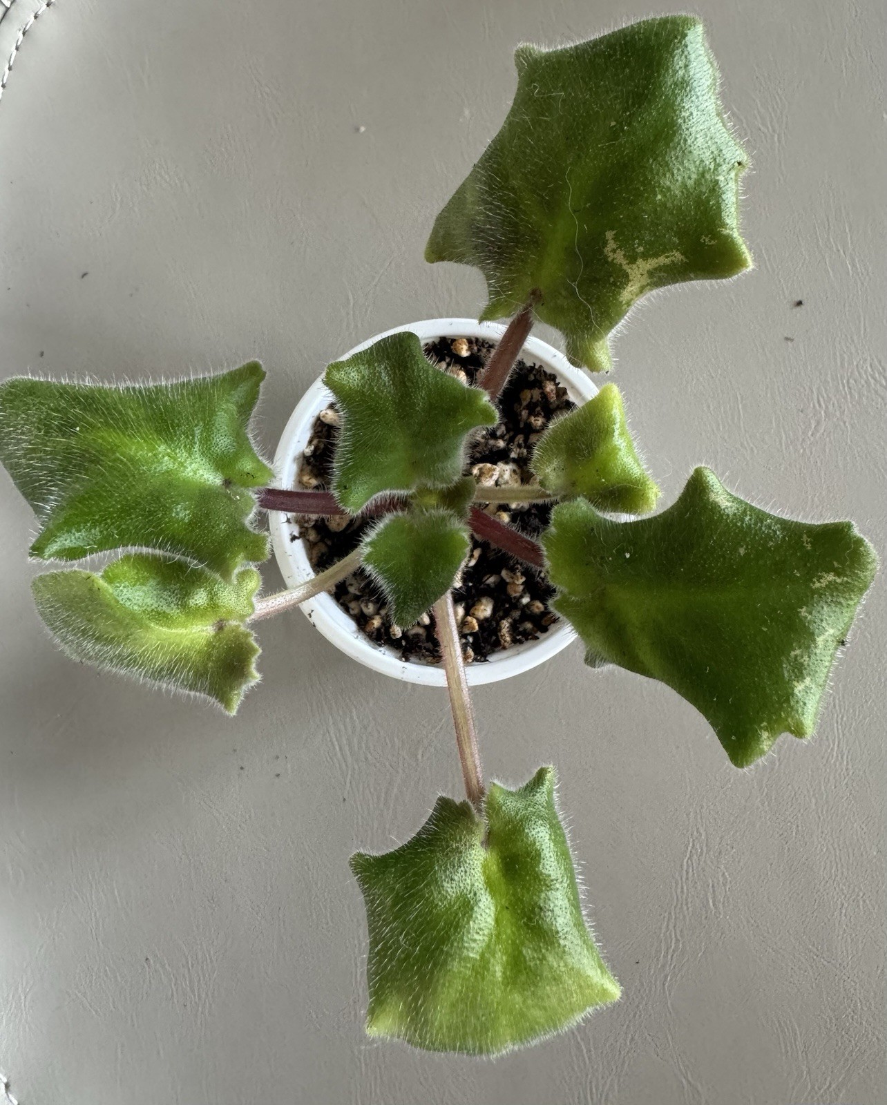 African Violet LF Flamingo starter