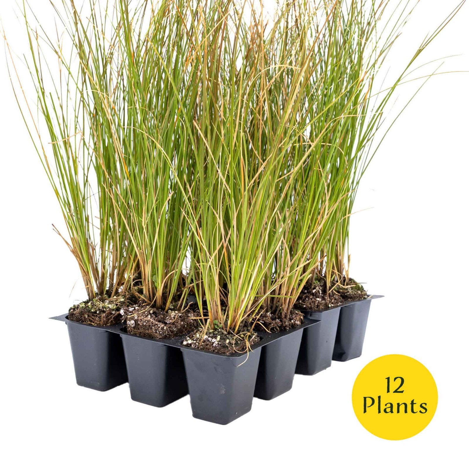 3 Orange New Zealand Sedge, Live Plants in 2.5″ Cubes (Carex testacea)
