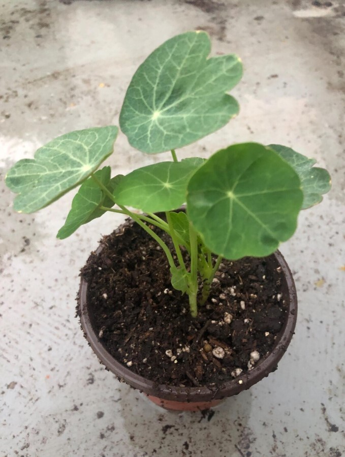 Nasturtiums Live Plants – 3-5” Tall – 2 Plant in 4″ Pot – Edible Flower Herb