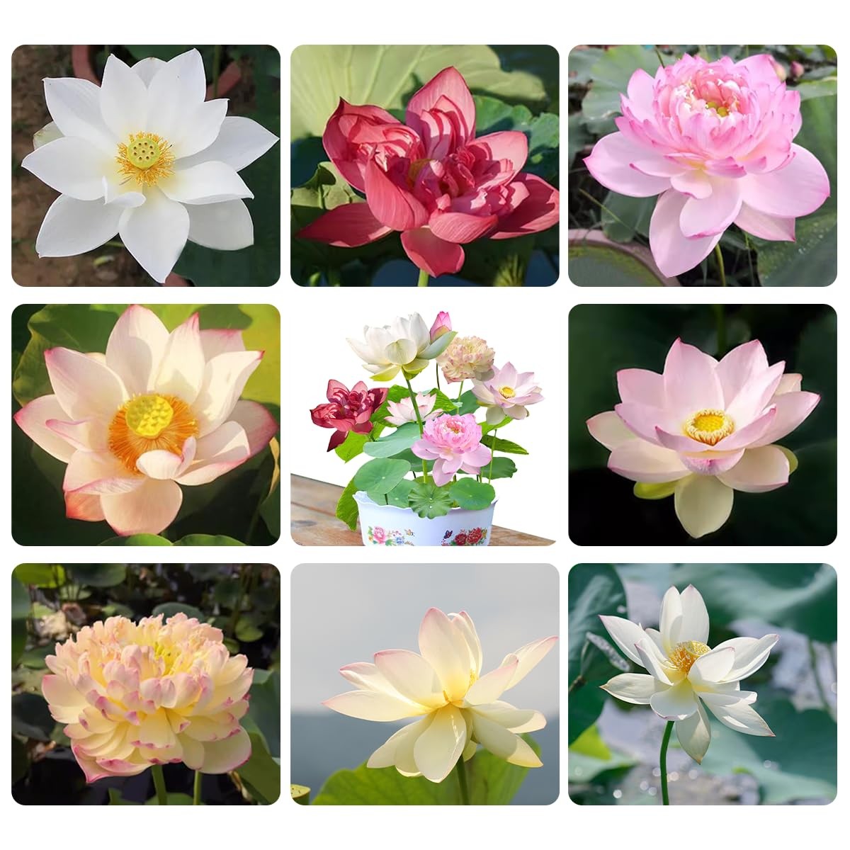 120 Pcs Mixed Color Bonsai Bowl Lotus Seeds,Easily Low Maintenance for 120 PC