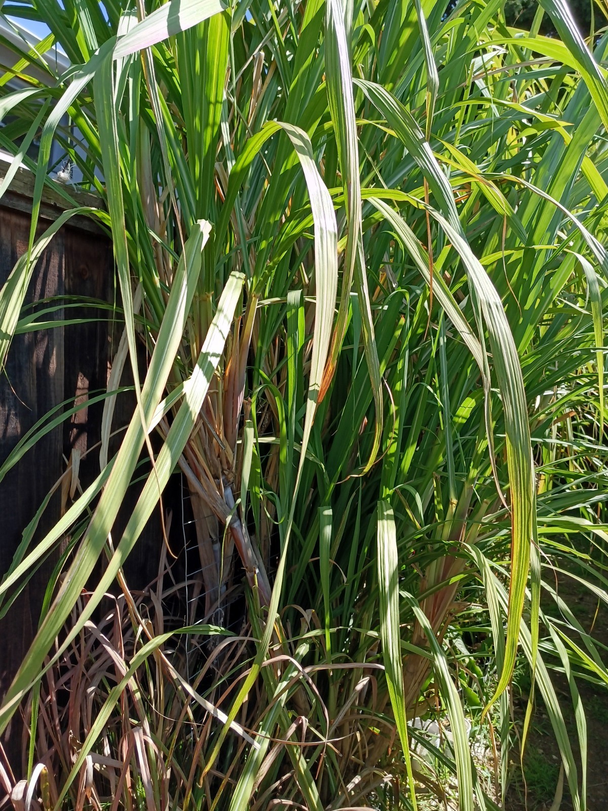 4 FRESH CUT PURPLE SUGARCANE California Grown NON GMO FREE SHIPPING