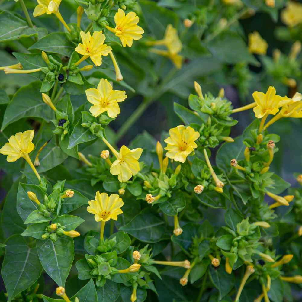25+ YELLOW FOUR O’CLOCK SEEDS FRESH FOR YOUR FLOWER GARDENS