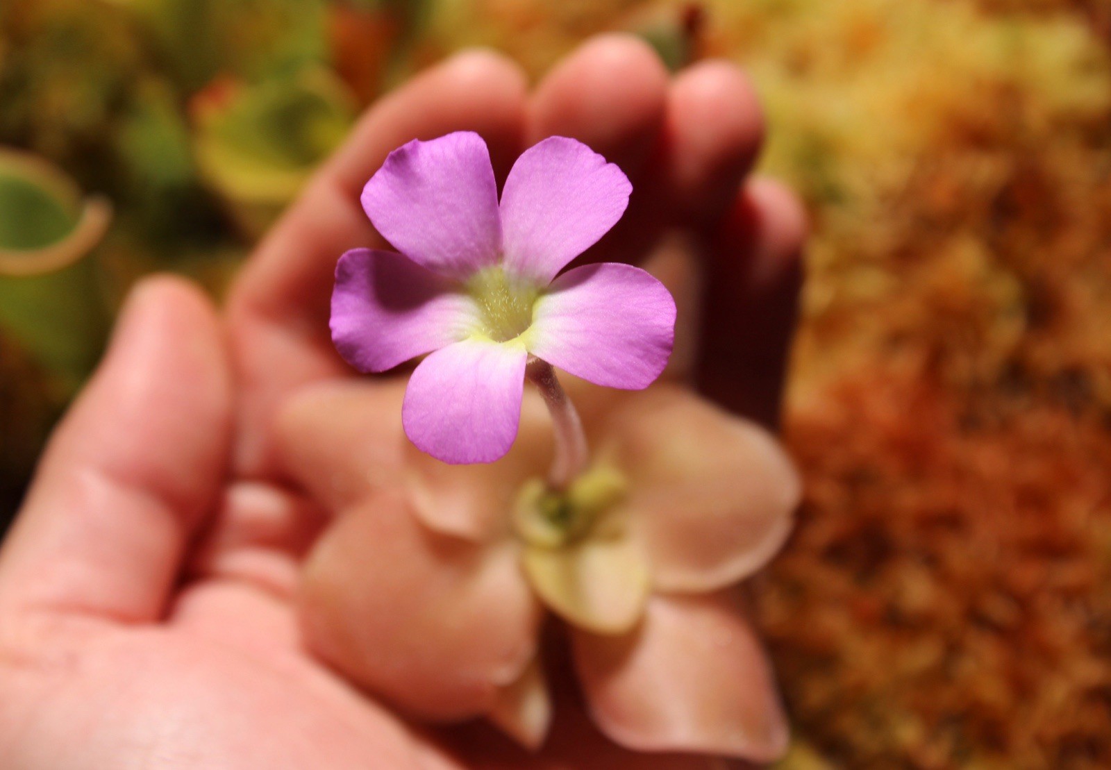 Pinguicula “Guatemala” LARGE flowering adult plant