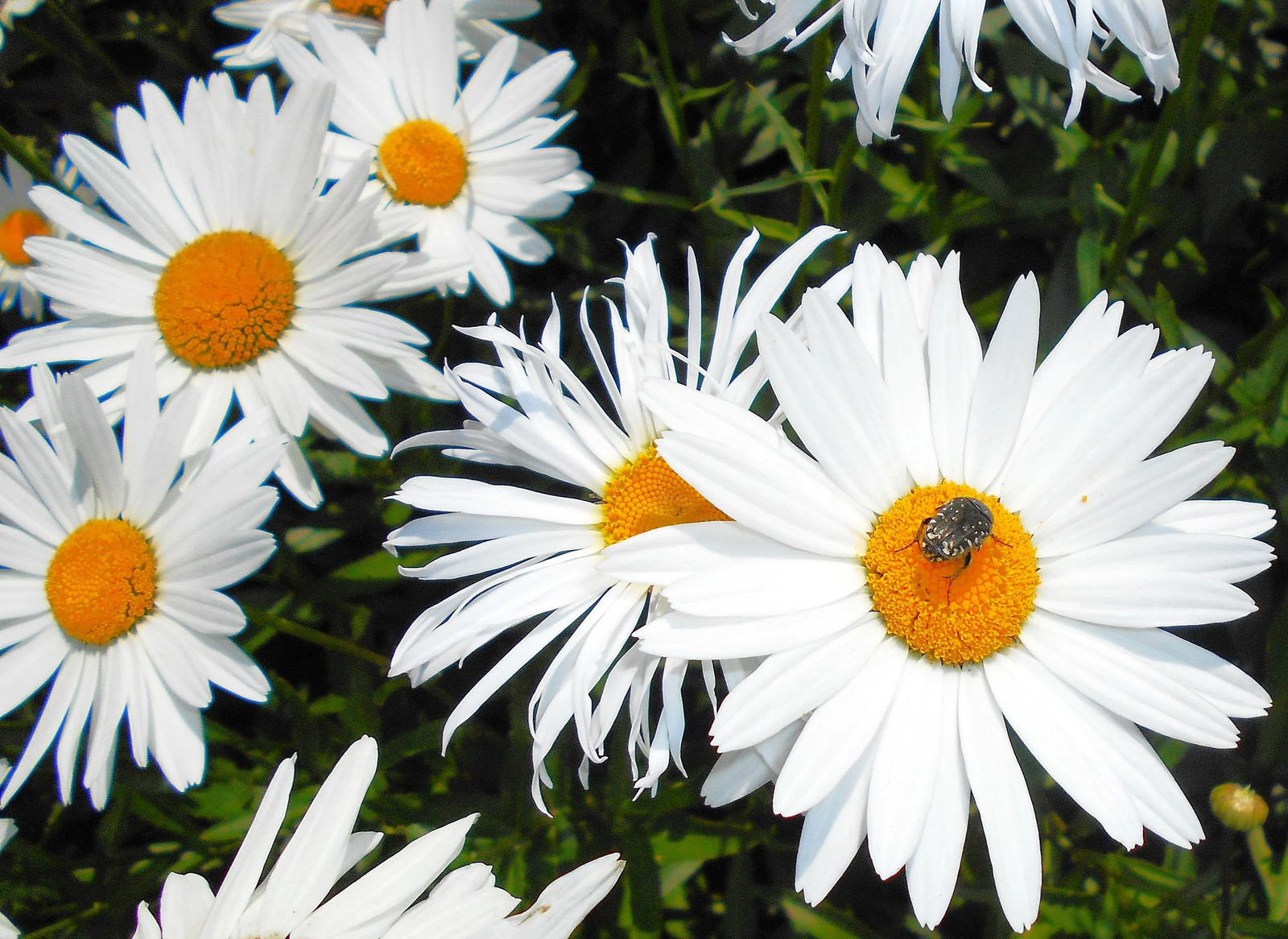 Shasta Daisy Seeds | Classic White Daisies Wildflower Perennial Flower Seed 2025