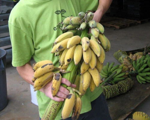 ICE CREAM (BLUE JAVA)Live Musa Banana Tree-WELL ROOTED STARTER PLANT