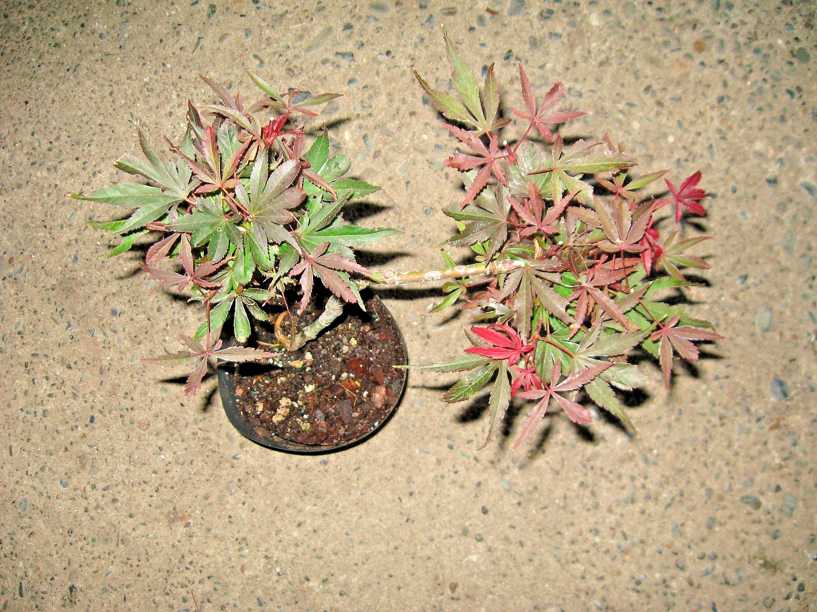 BONSAI JAPANESE MAPLE CARLL’S CORNER