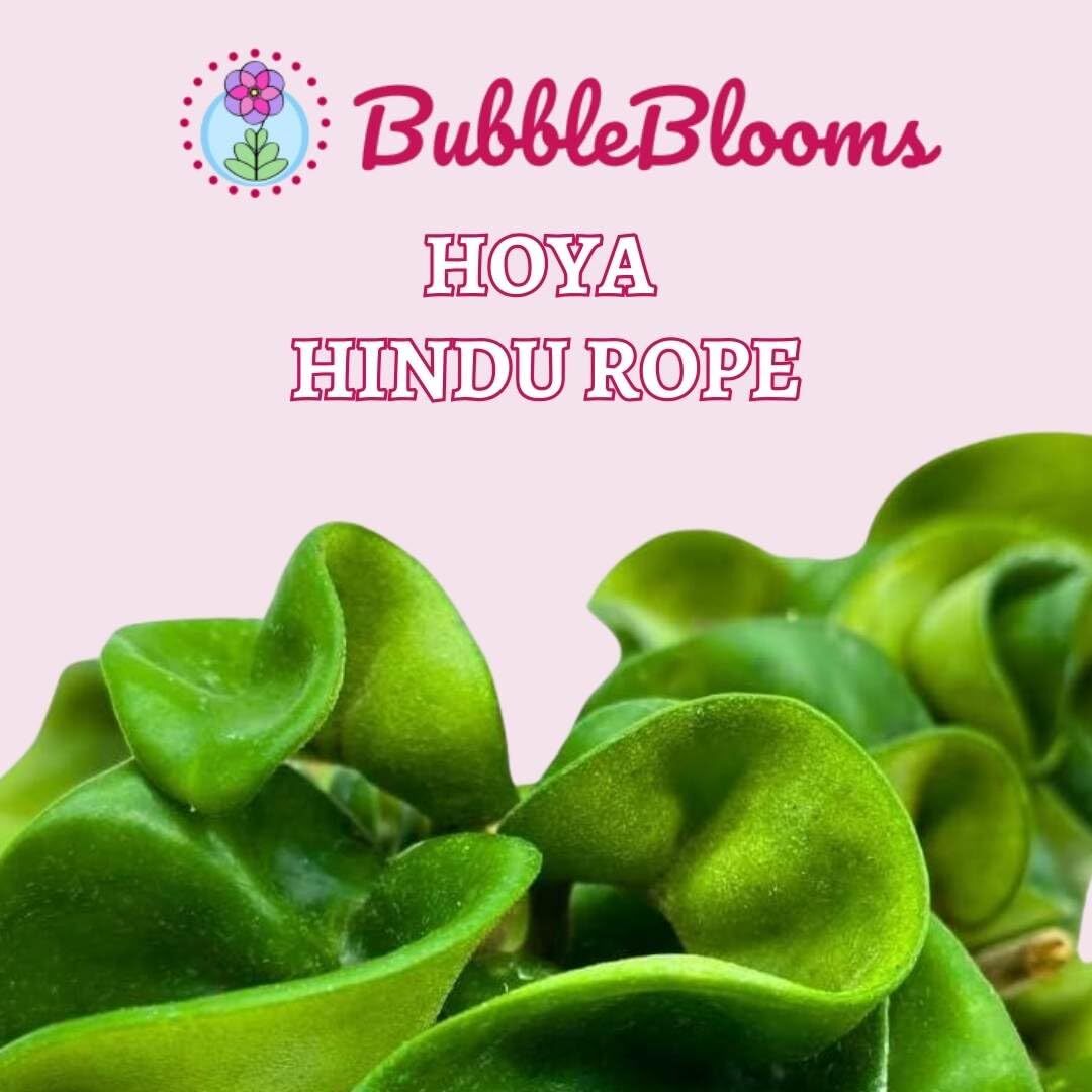 Hoya Green Hindu Rope 2 inch Set of 3 Crinkle Wax Plant Porcelain Flower Tiny Mi