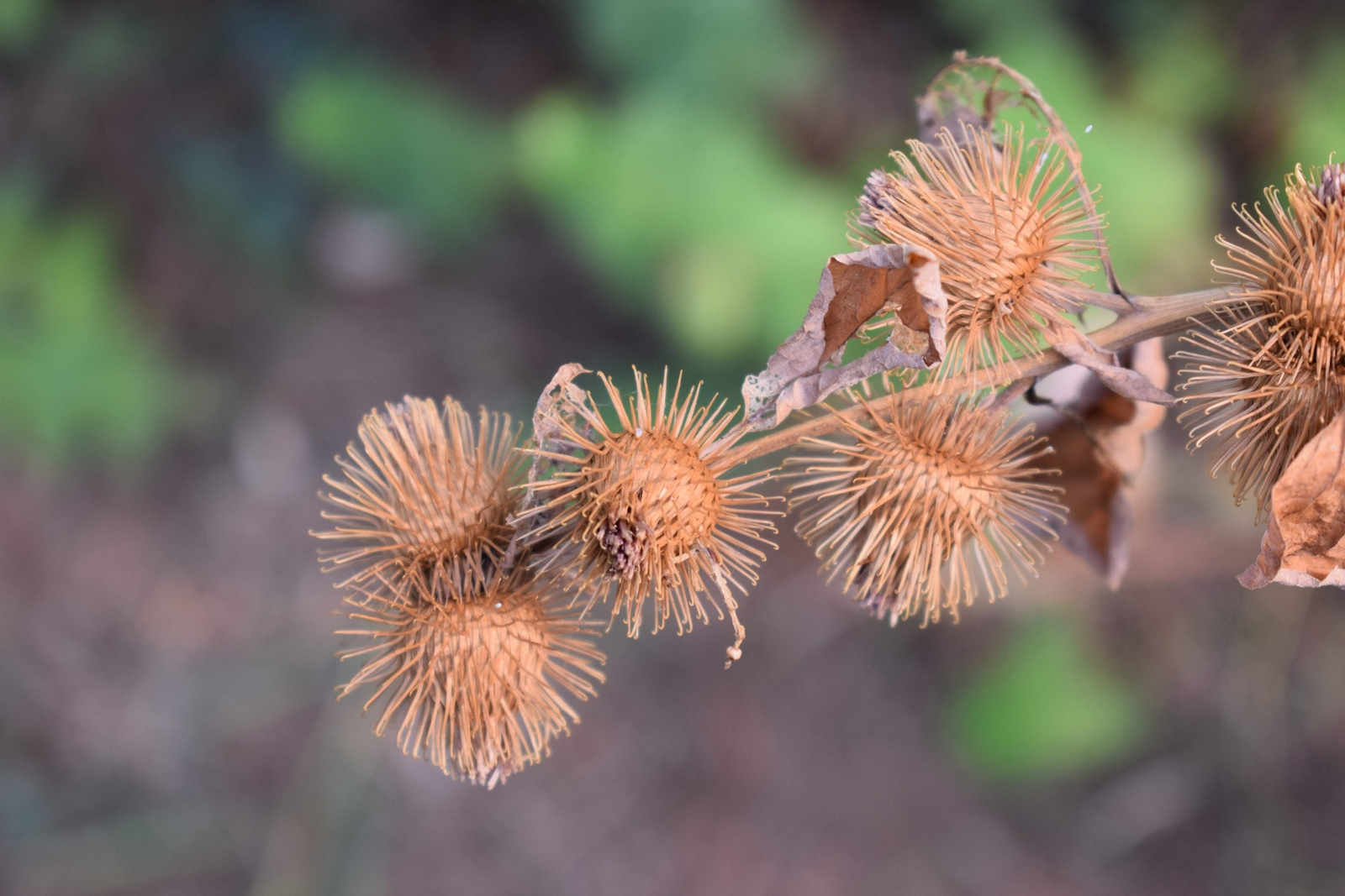 200 Great BURDOCK Arctium Lappa (Edible Burdock Cockle-Button) HERB Flower Seeds