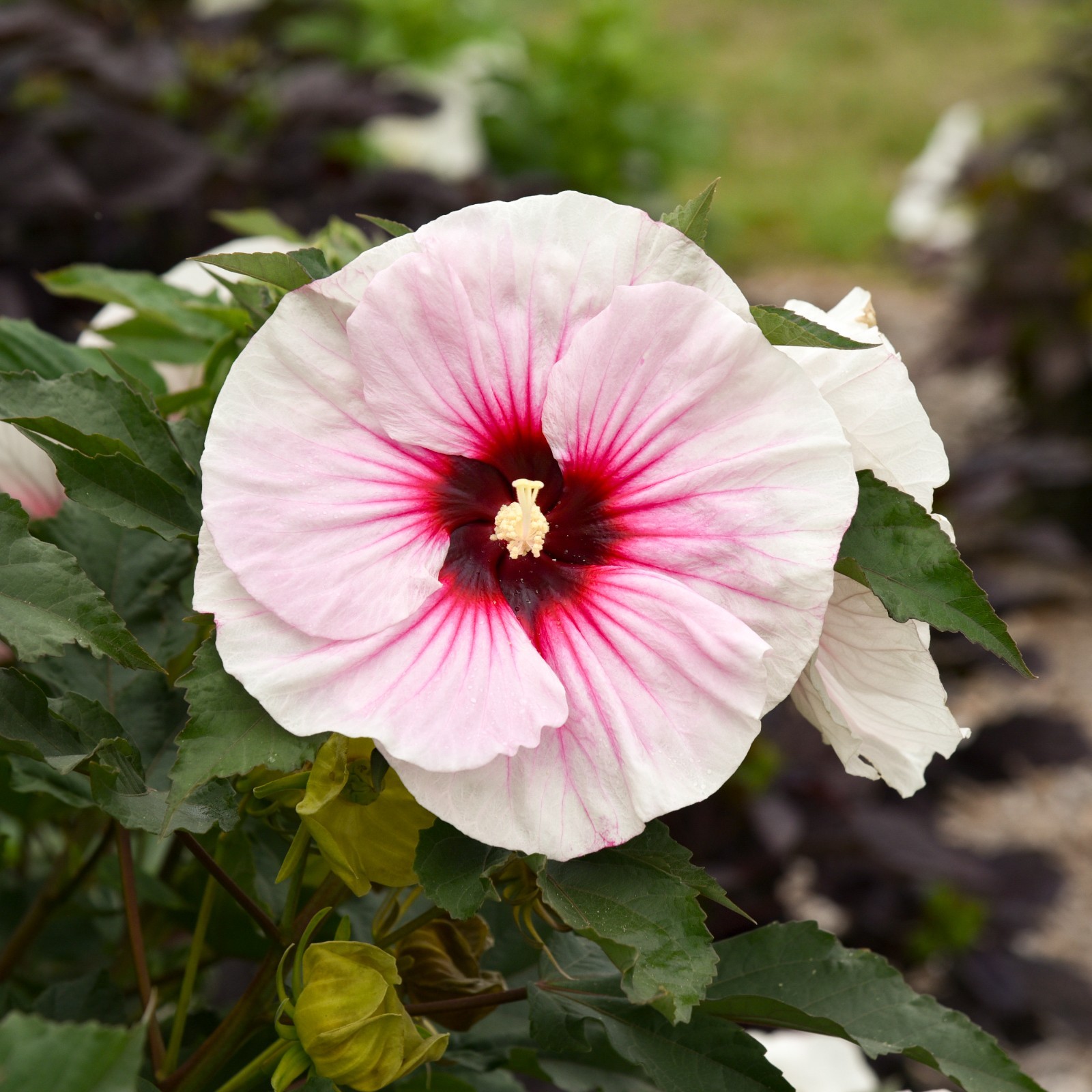 bush hibiscus ANGEL EYES pink flower hardy 2.5″ pot = 1 Live Potted Plant