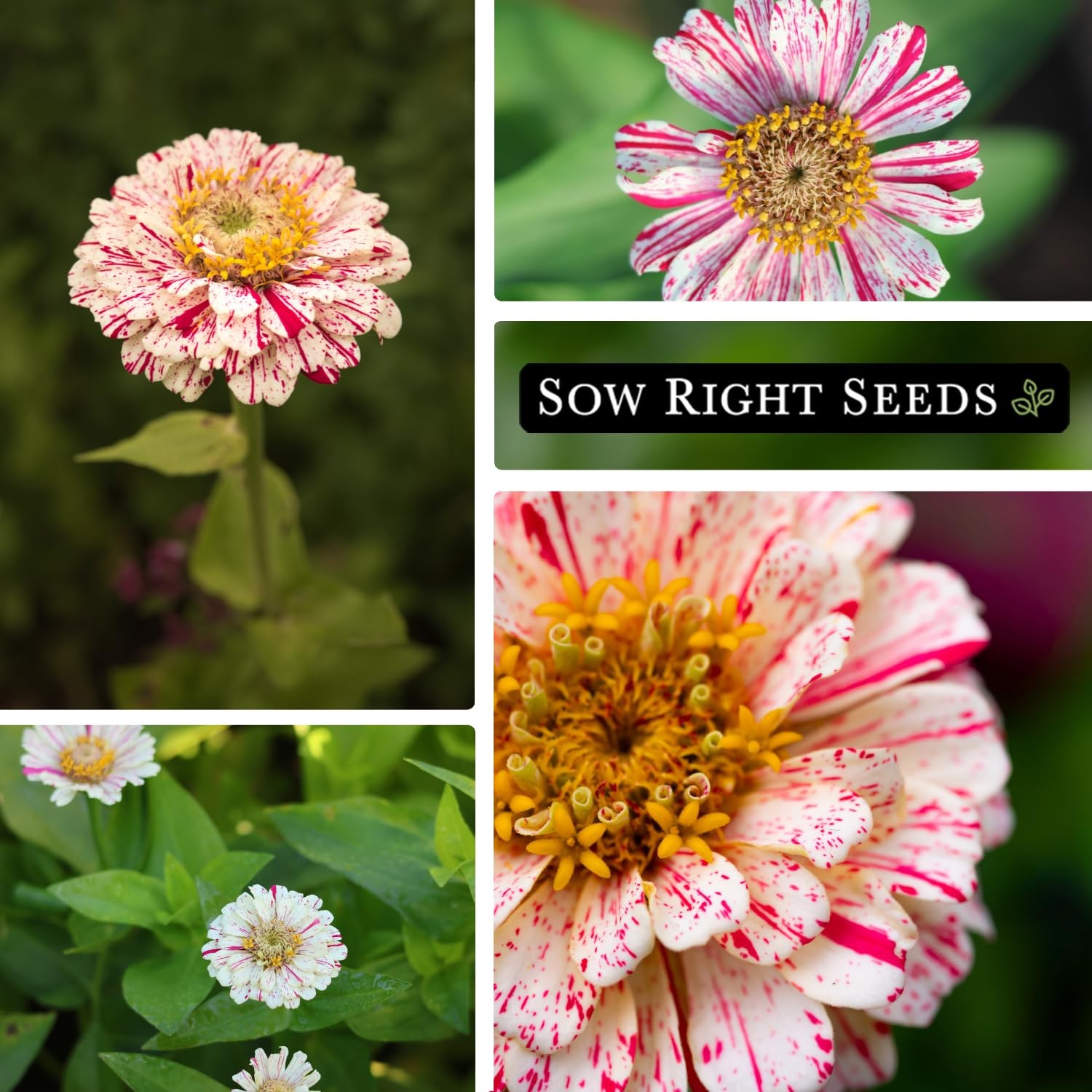 Sow Right Seeds – Peppermint Stick Zinnia for Planting – Non-GMO mix
