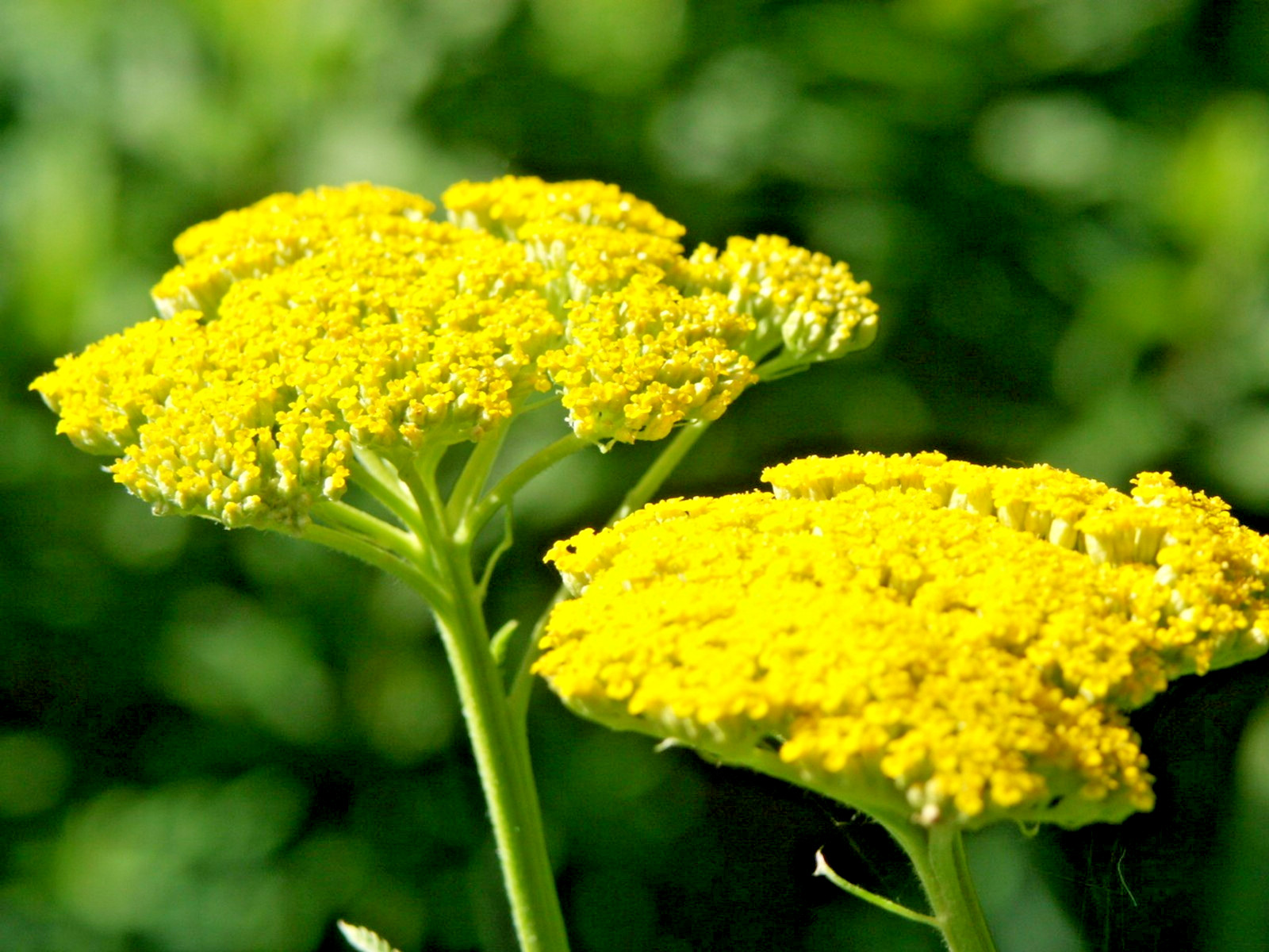 40 YELLOW YARROW SEEDS – Achillea millefolium