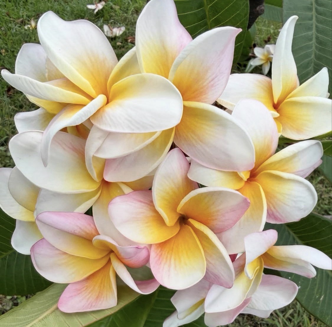 ROOTED PLUMERIA PLANT HAWAII CUTTING ~ VINEYARD SUNRISE ~ 14″ WITH 2 BIG TIPS