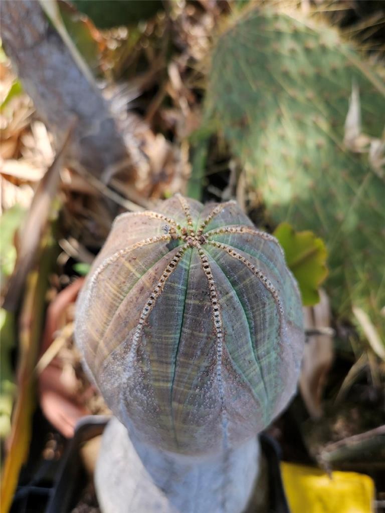 Large Old Euphorbia Obesa 10 Inches Tall