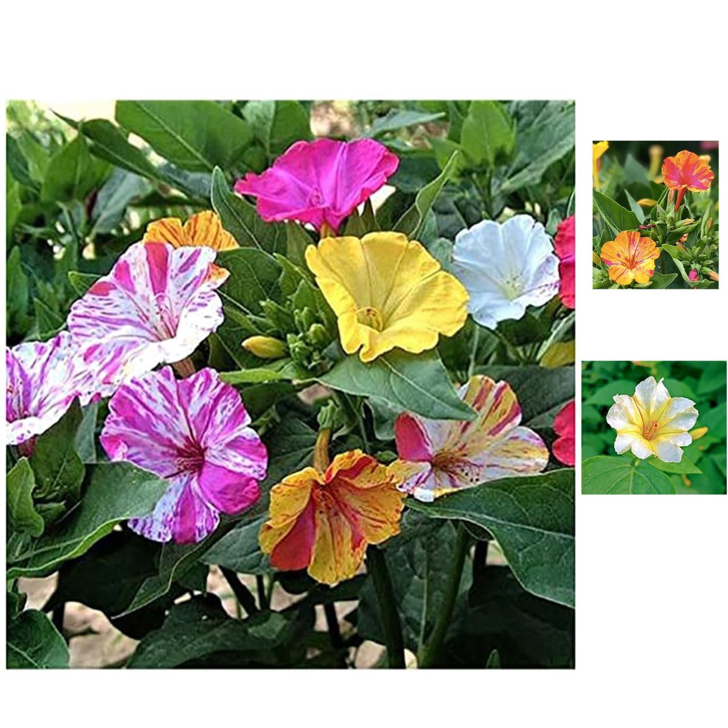Tender Perennial Four O’Clock Seeds – Attract Pollinators in Your Garden