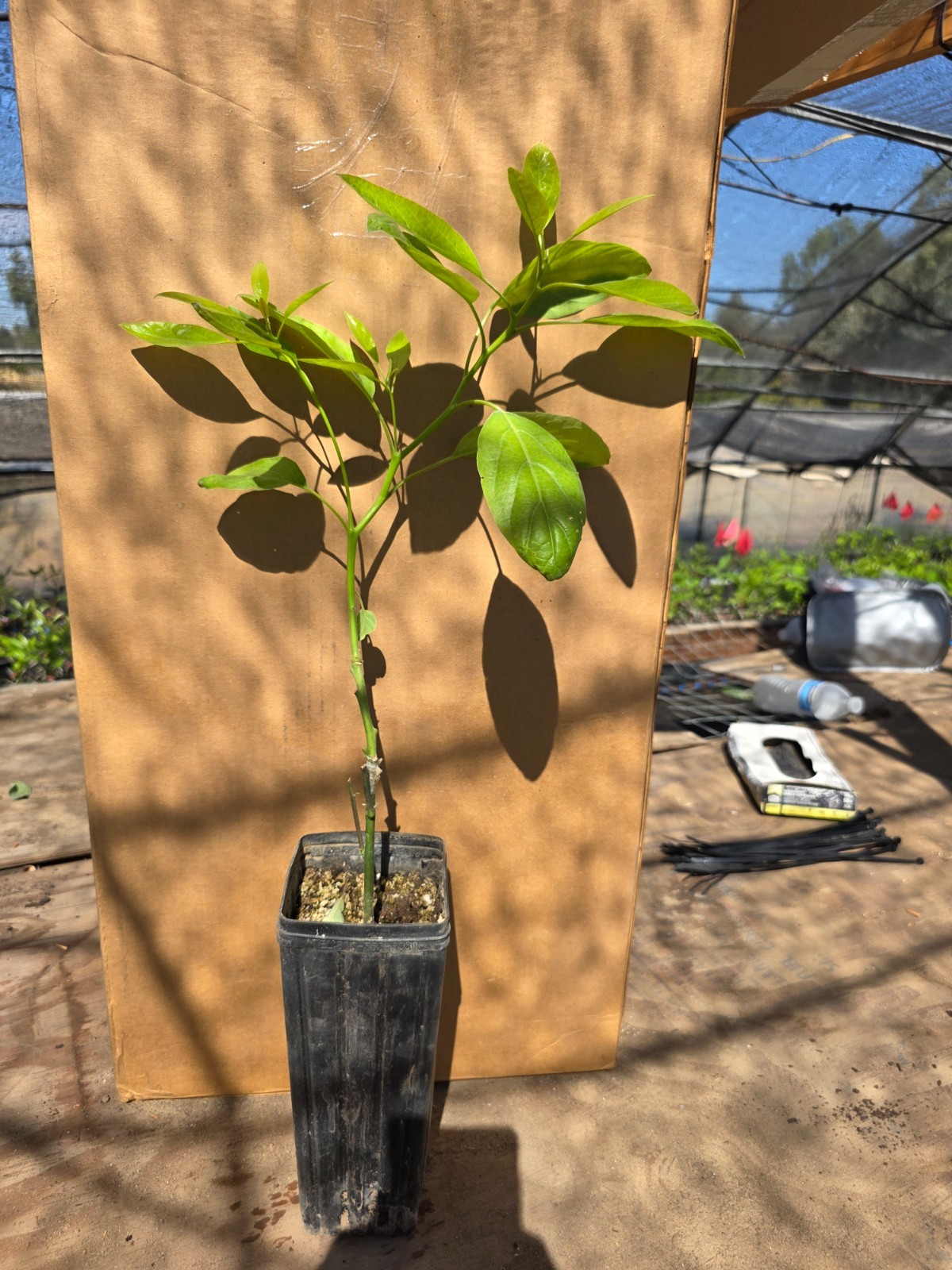 Avocado (Hass) Grafted Plants on Strong Zutano rootstock