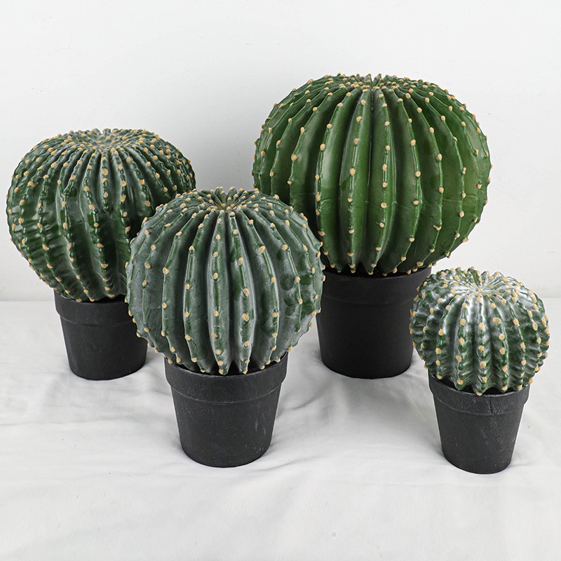 One of Special Beautiful SUCCULENT Cactus Red colour flower rooted plants