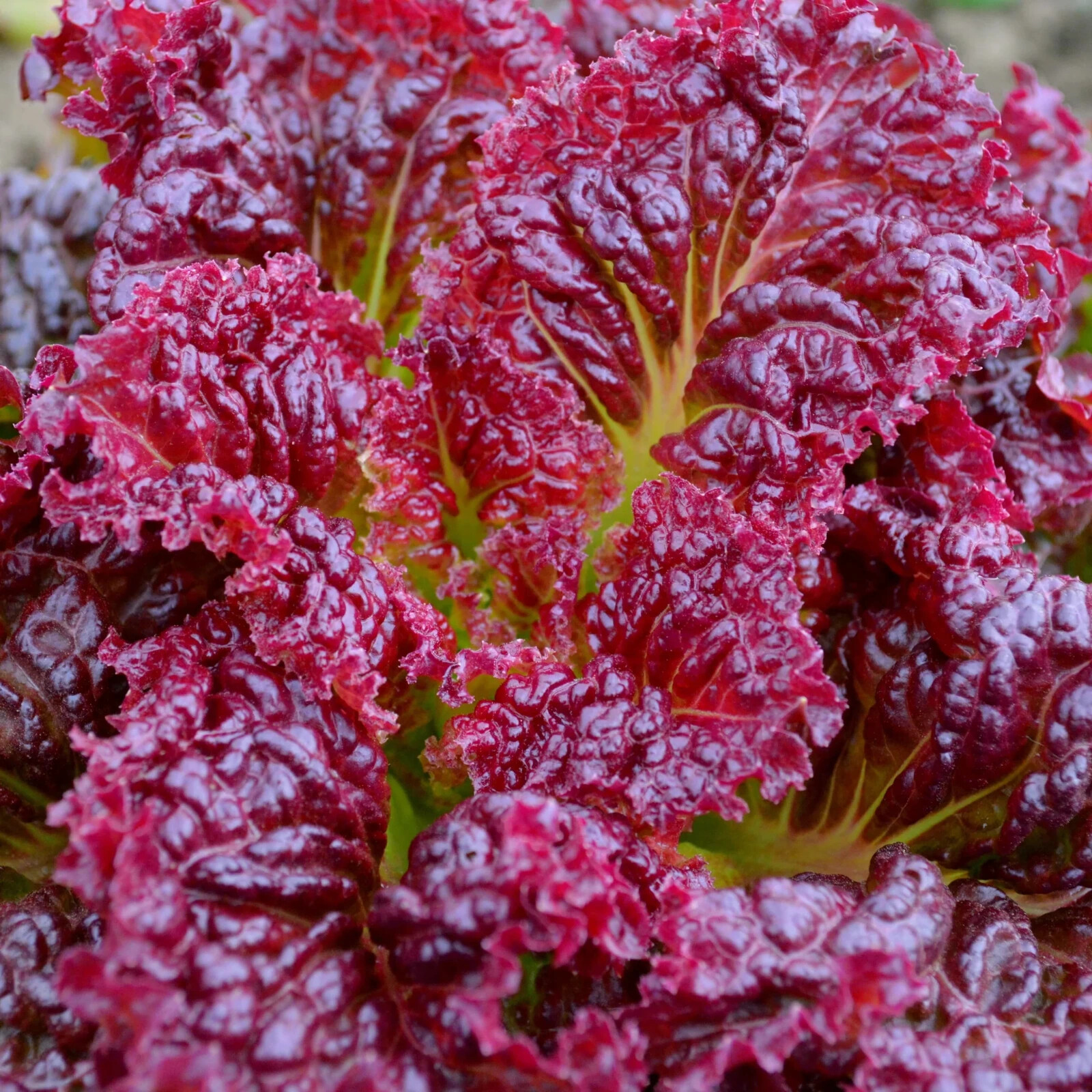 RUBY LEAF LETTUCE 50+ SEEDS Lactuca sativa