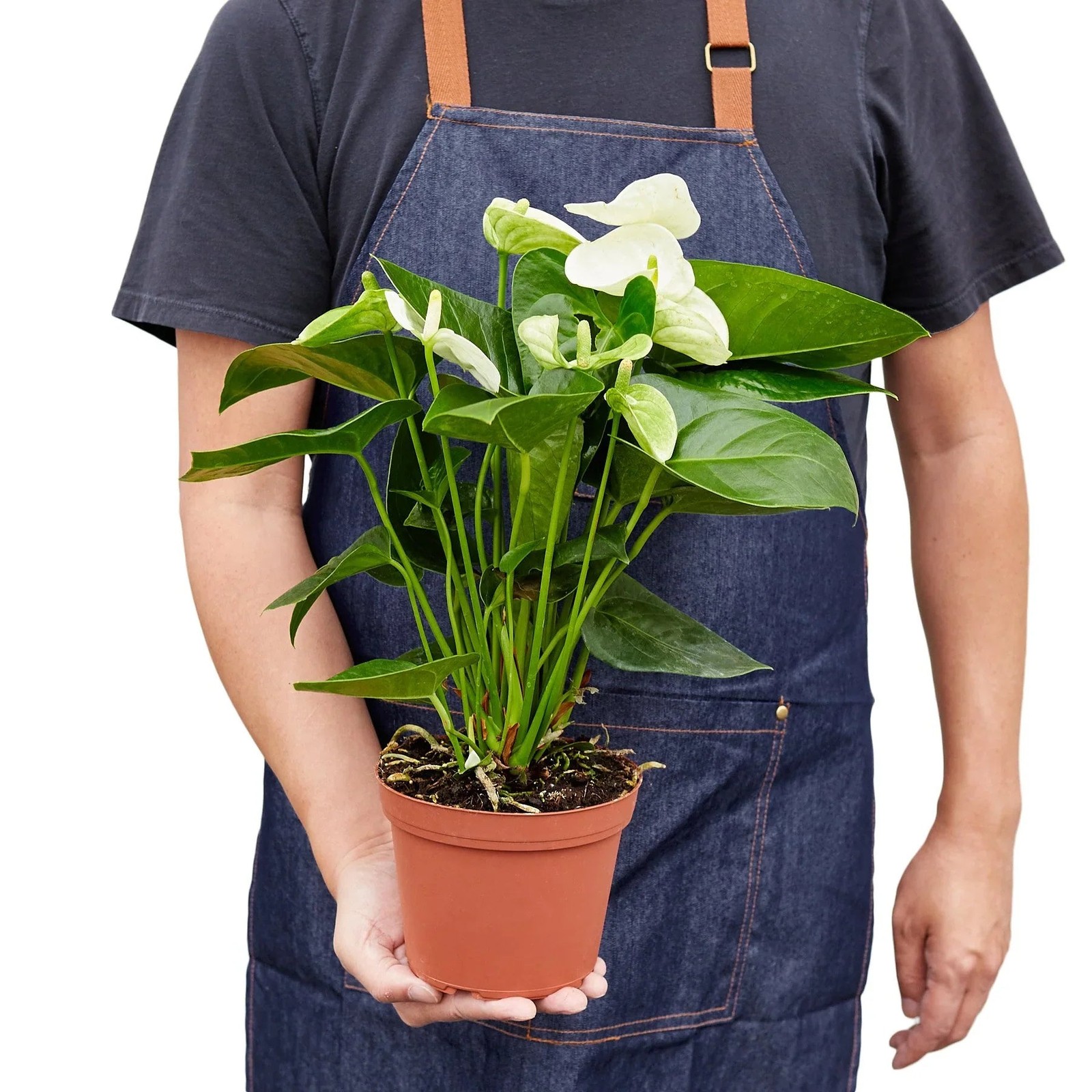 Anthurium White • Flamingo Flower • Glossy White Spathes • 6″ Pot