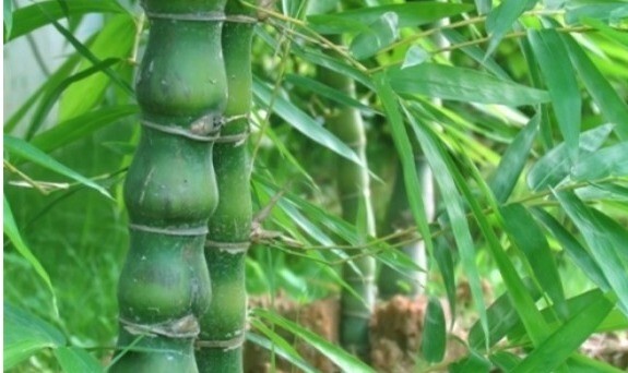 100 + Buddha belly bamboo seeds ( Bambusa ventricosa )