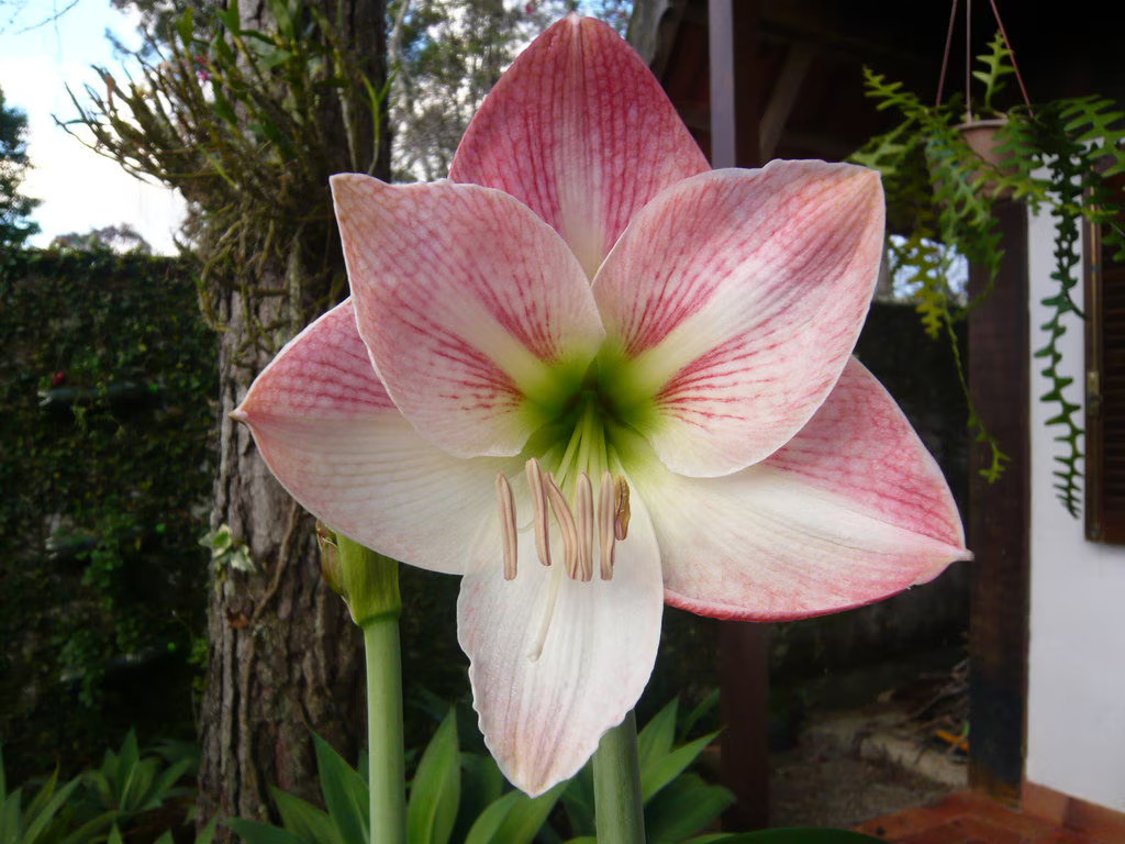 3 Random Mixed amaryllis Amaryllis Bulbs Wonderful Gifts