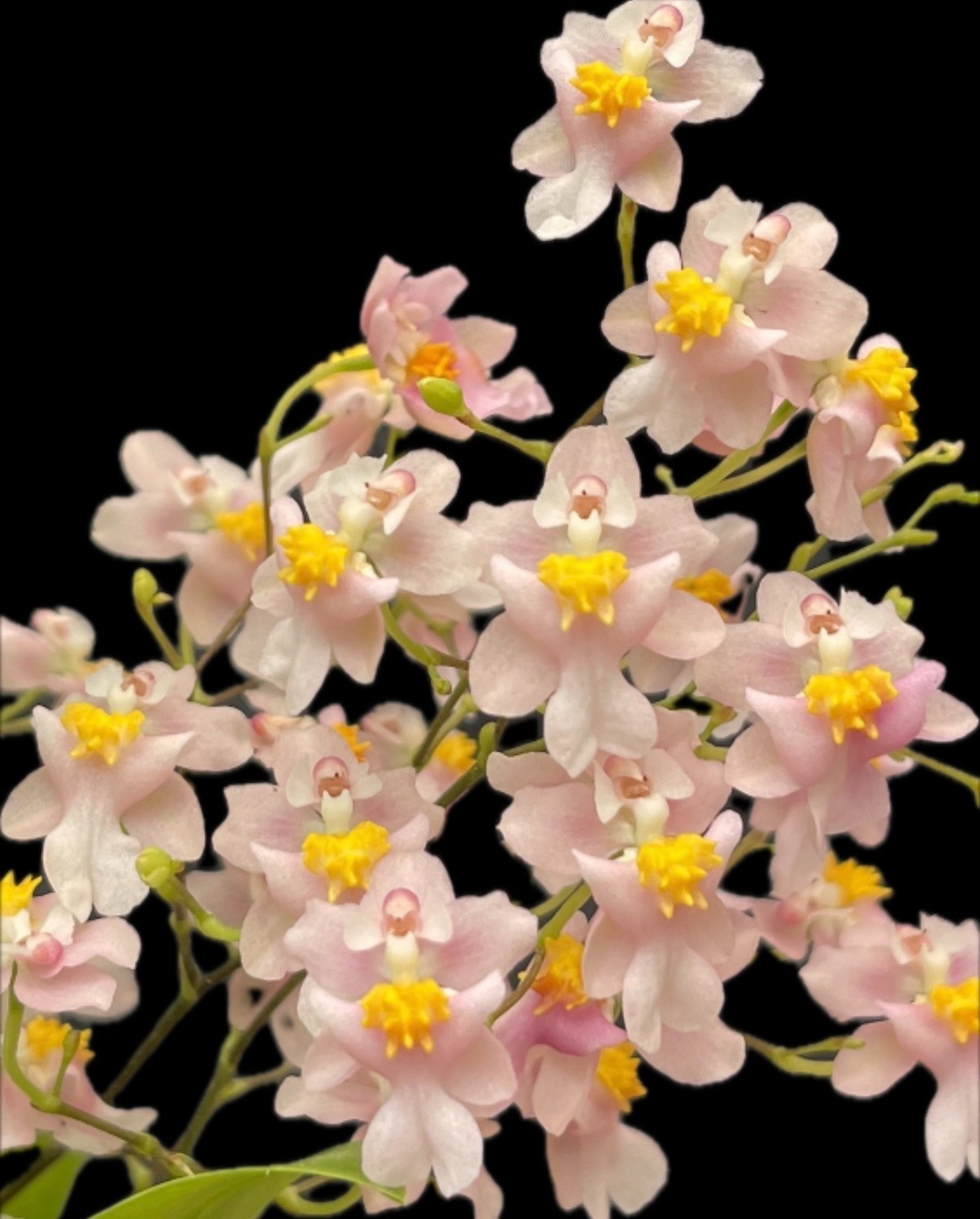 Onc. Tsiku Margarite ‘NN #1’ Orchid Plant 4” Oncidium