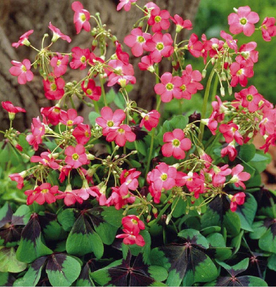 5 Shamrock Iron Cross FOUR LEAF CLOVER bulbs Hardy zones 7-10 or Houseplant