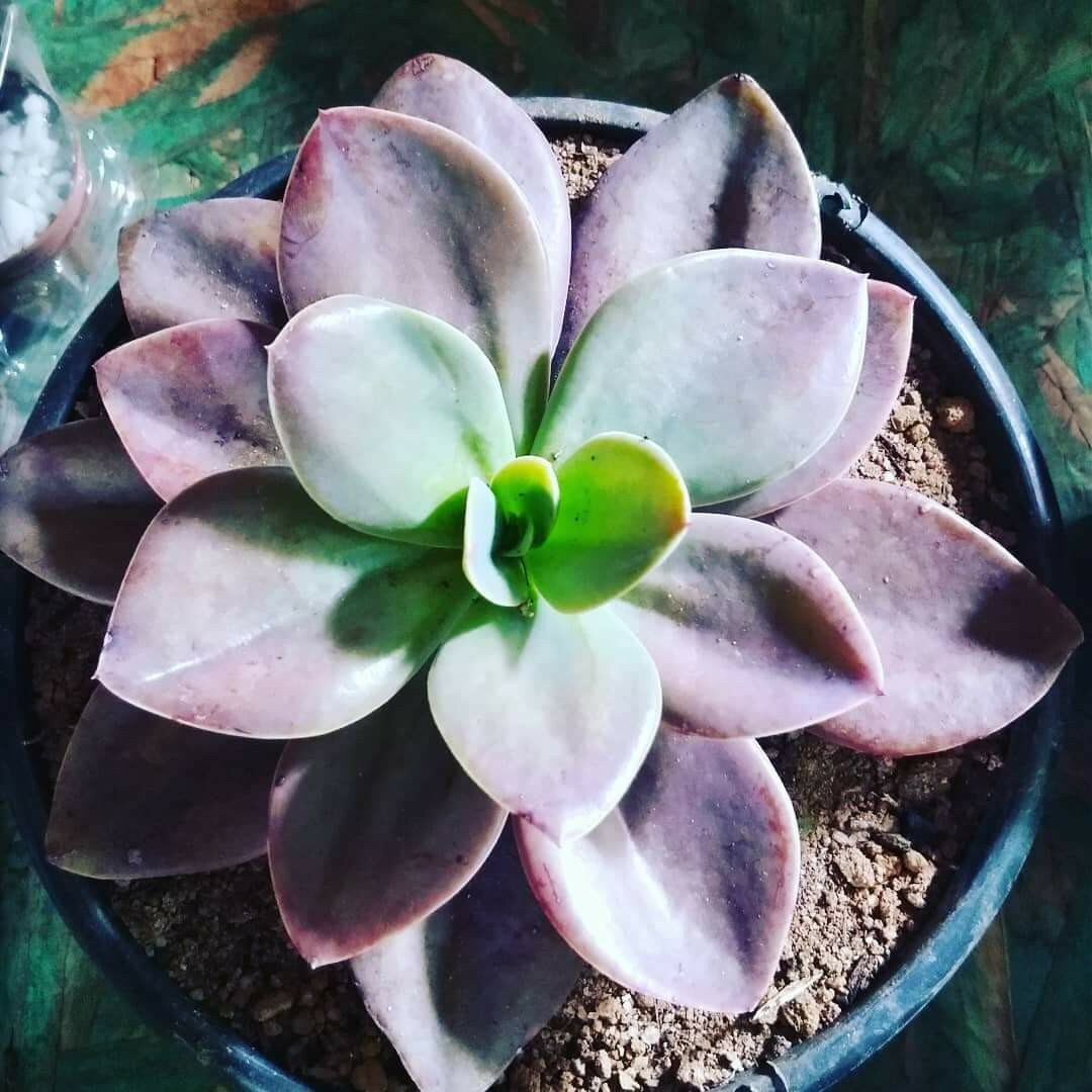 30 Echeveria Seeds Gibbiflora var. Metallica Metallic Blue Pink Succulent Seeds