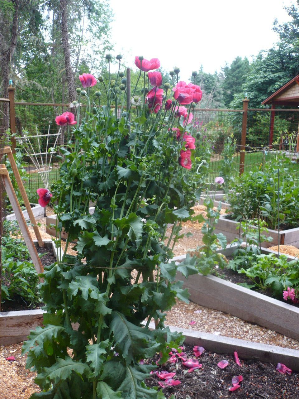 Shades of Pink “The Giant” Humongous Poppy Seeds 5000+ *PoppyQueen👑