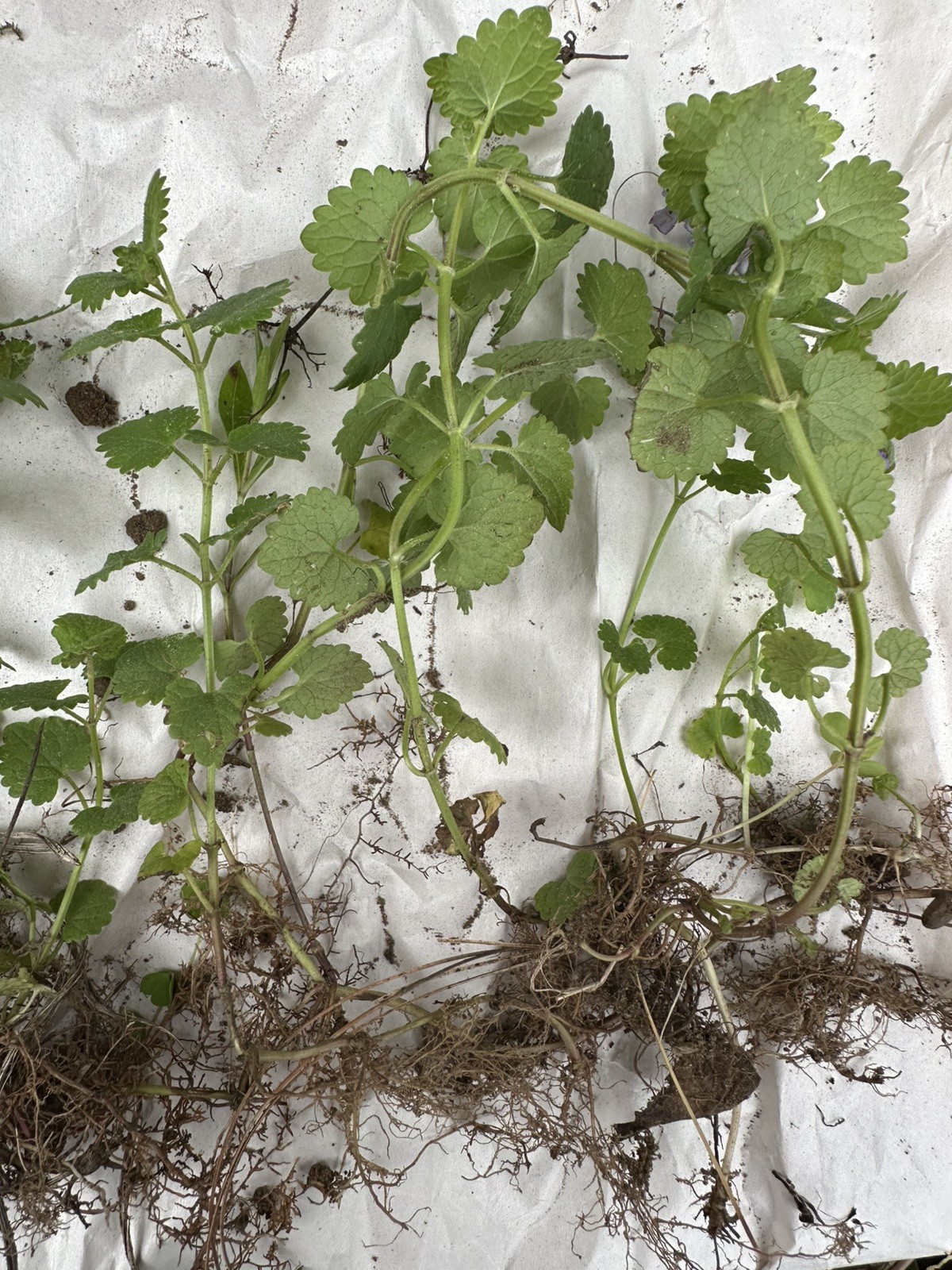 Creeping Charlie Plant Evergreen GROUND IVY Glechoma Hederacea live vine plant