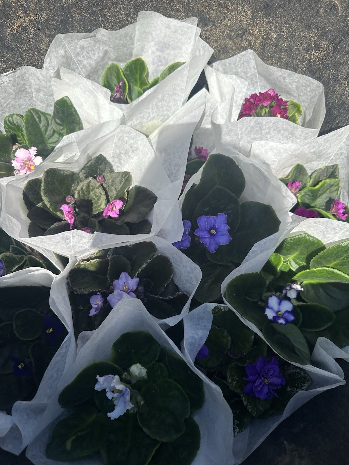 African Violet Plant 4” Live Plant Flower Starter Pot