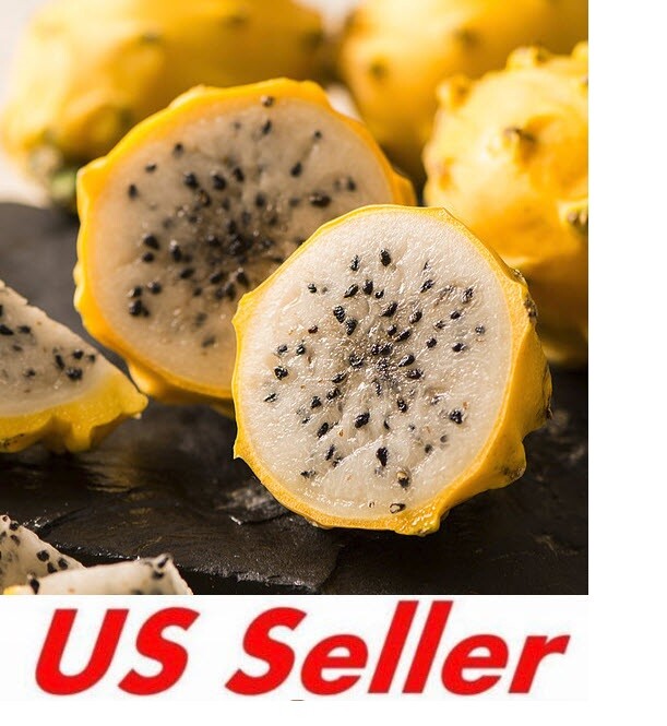 Yellow Sweet Dragon Fruit Var. “PALORA”, Pitaya Selenice 7″-10″ (2) pieces