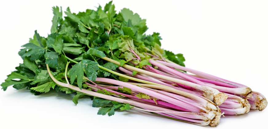🌱 Heirloom Chinese Pink Celery Seeds 50+
