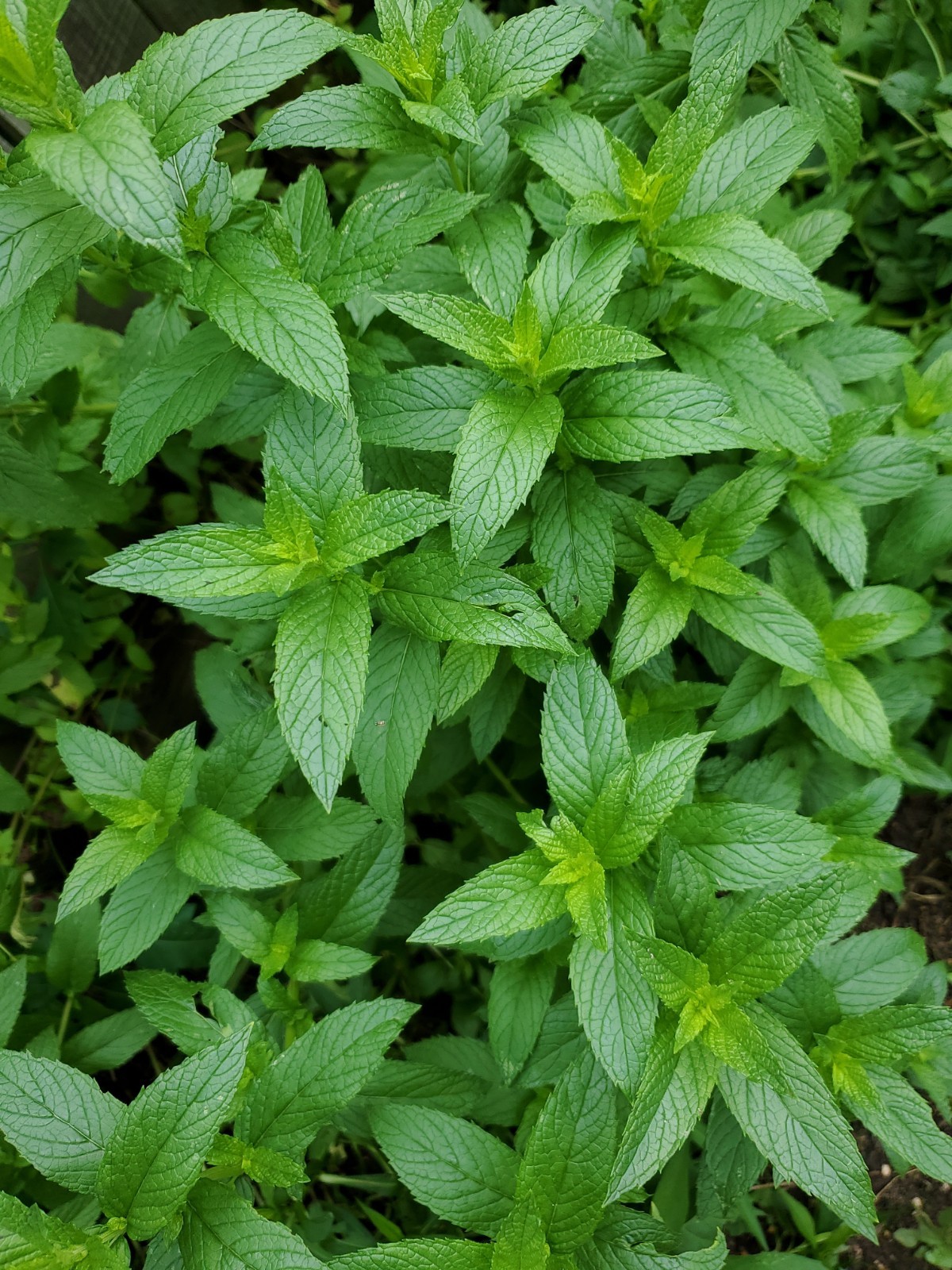 Mojito Mint Live Root