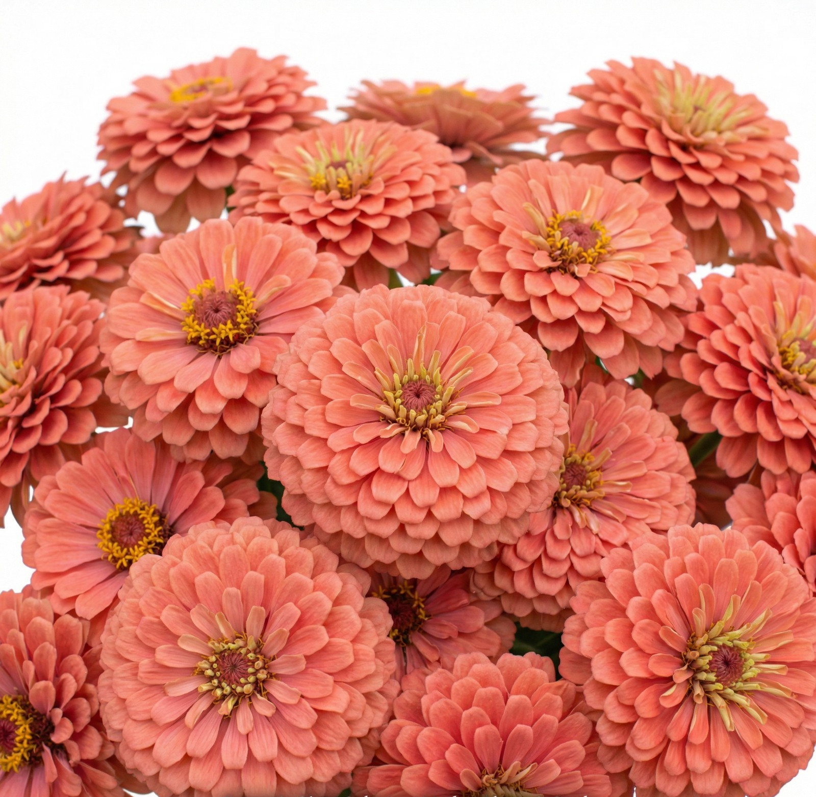 Zinnia Benary’s Giant SALMON Cut Flower Garden 4-6″ Blooms Tall Non-GMO 25 Seeds