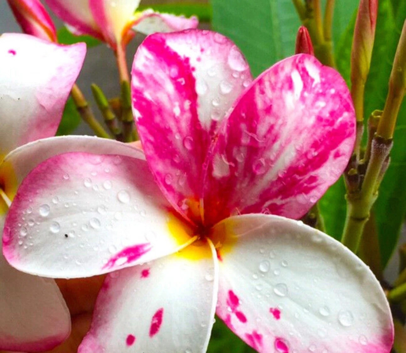 Raider-Plumeria Rubra Frangipani-SMALL Rooted Seedling Plant-4-6 inches tall