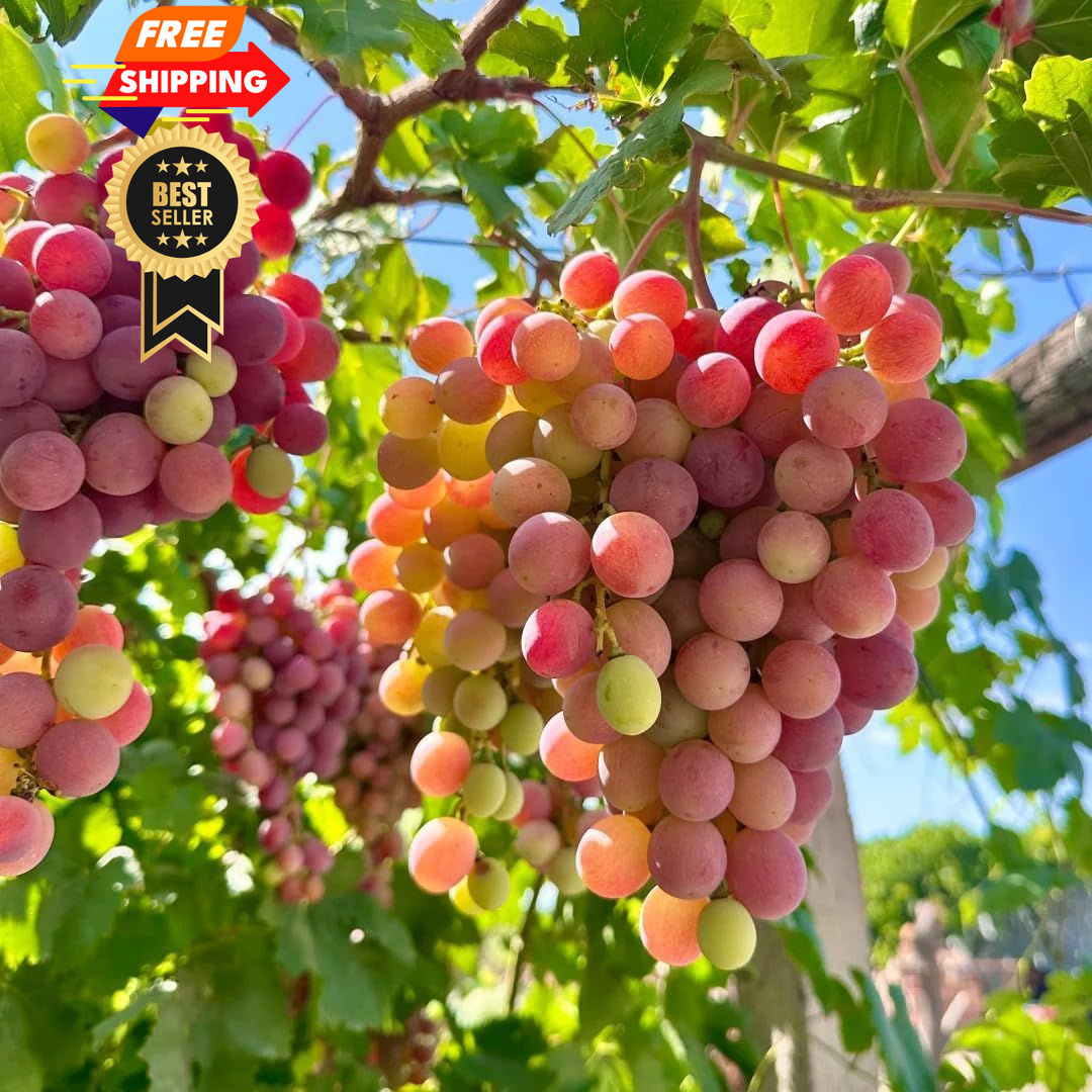 100+ Grape Fruit Seeds for Planting, Vitis vinifera Seed, Non-GMO Red