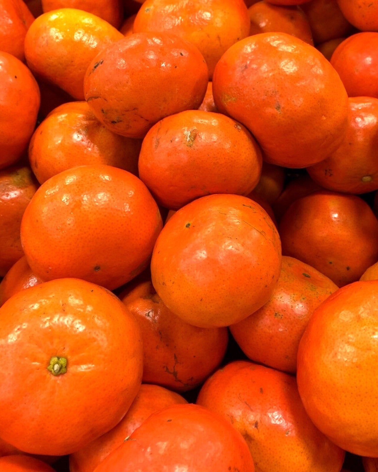 Sunburst Tangerine 3ft grafted tree .