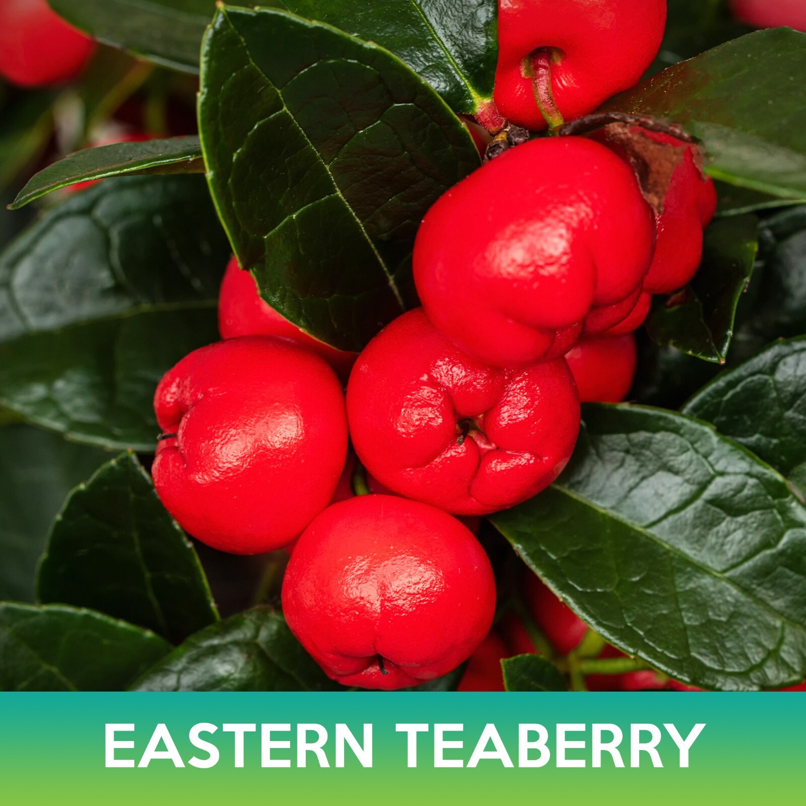 Eastern Teaberry Seeds, American Wintergreen, Gaultheria procumbens