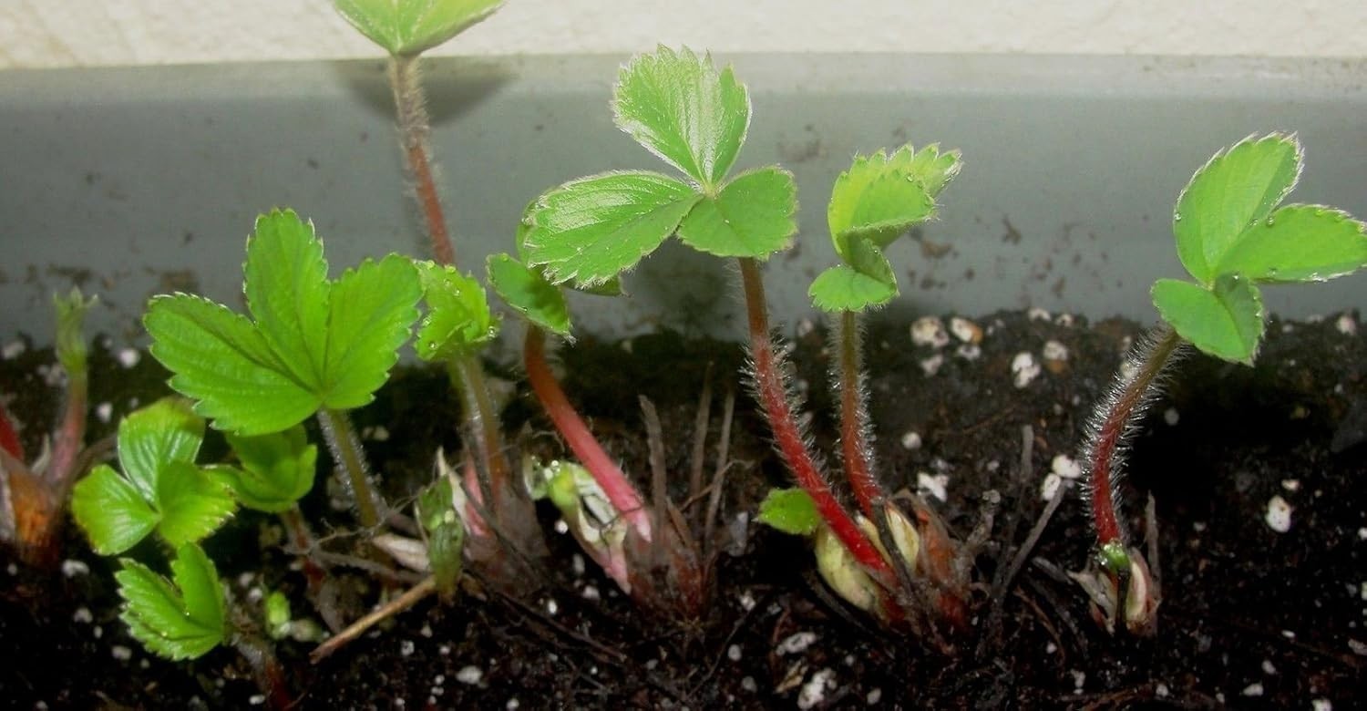 Wild Strawberry – White Soul (Fragaria Vesca White Soul) 300 SEEDS~very sweet