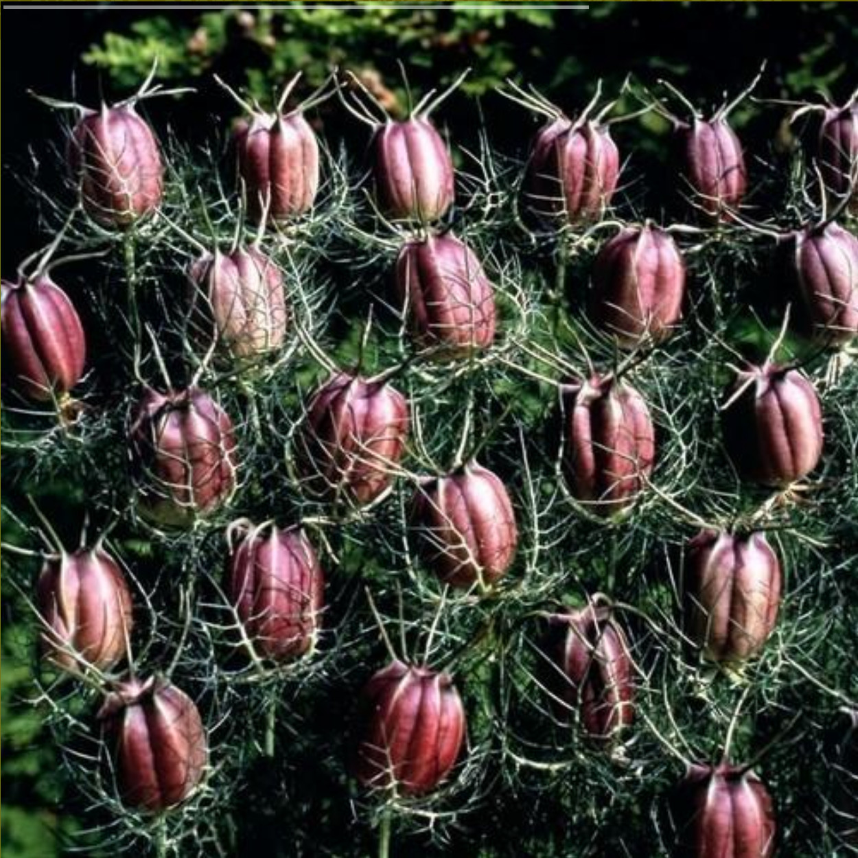 Nigella Damascena – Albion Black Pod seed