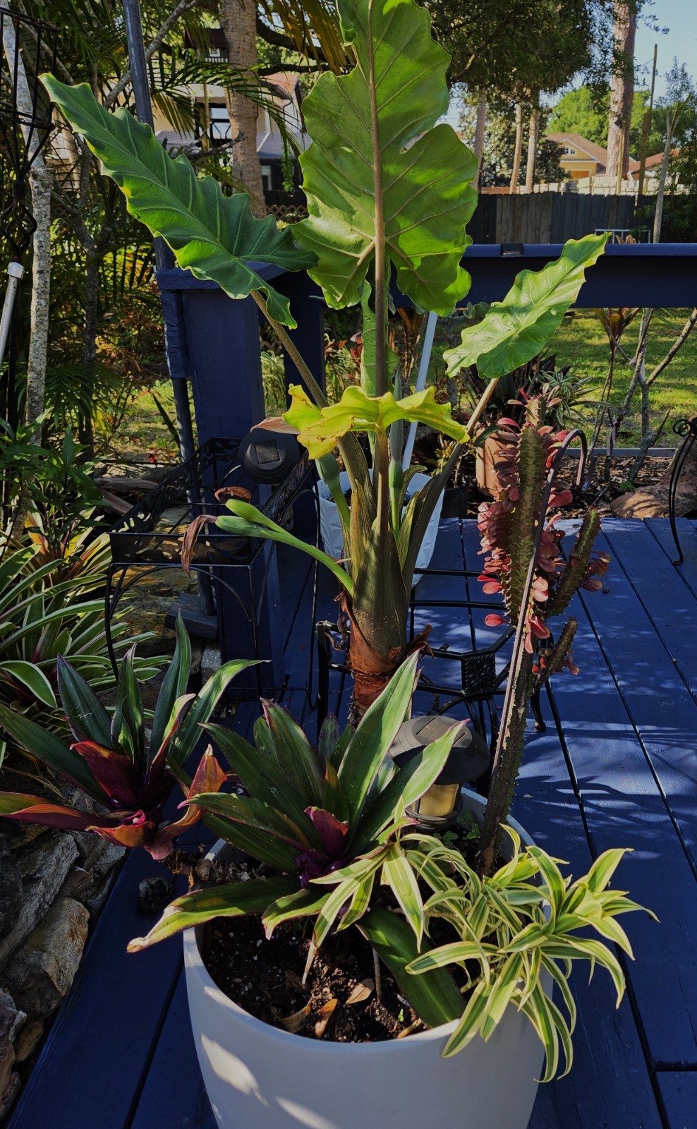 Dracaena **12 inch.***SONG OF INDIA*****FLORIDA FRESH **ROOTED PLANT**