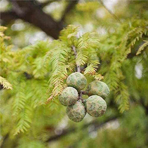 10 Bald Cypress Bonsai Seeds for Planting Exotic Bonsai Tree