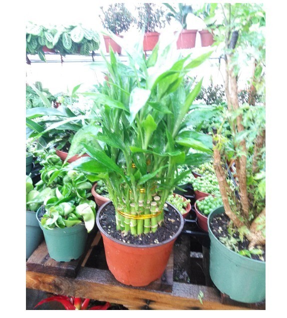 3 Tier Lucky Bamboo Live Plant 4-6-8″ Inches Feng Shui In 6″ Pot Indoor Plant
