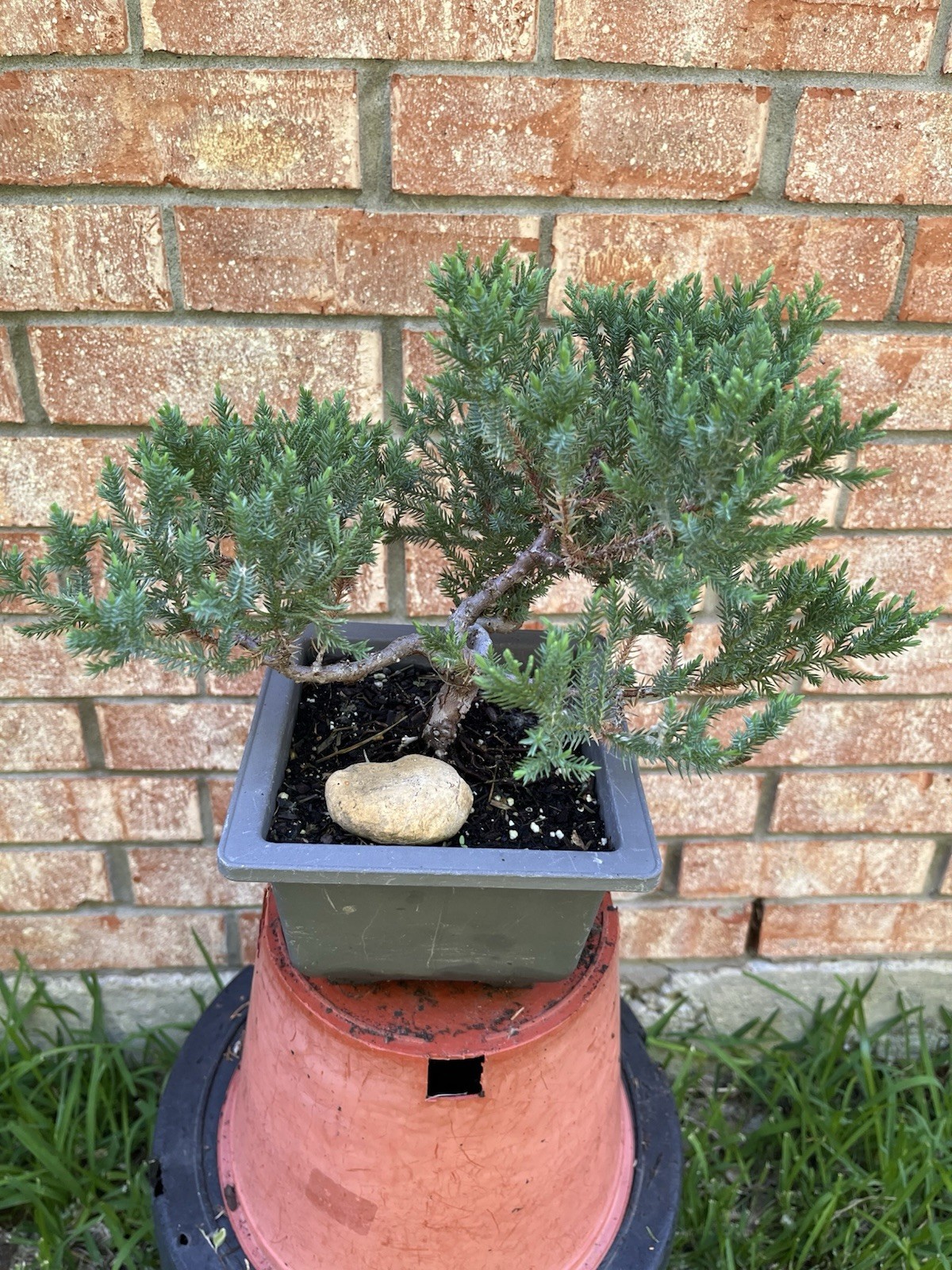 San Jose Juniper Bonsai Thick Twisted Trunk