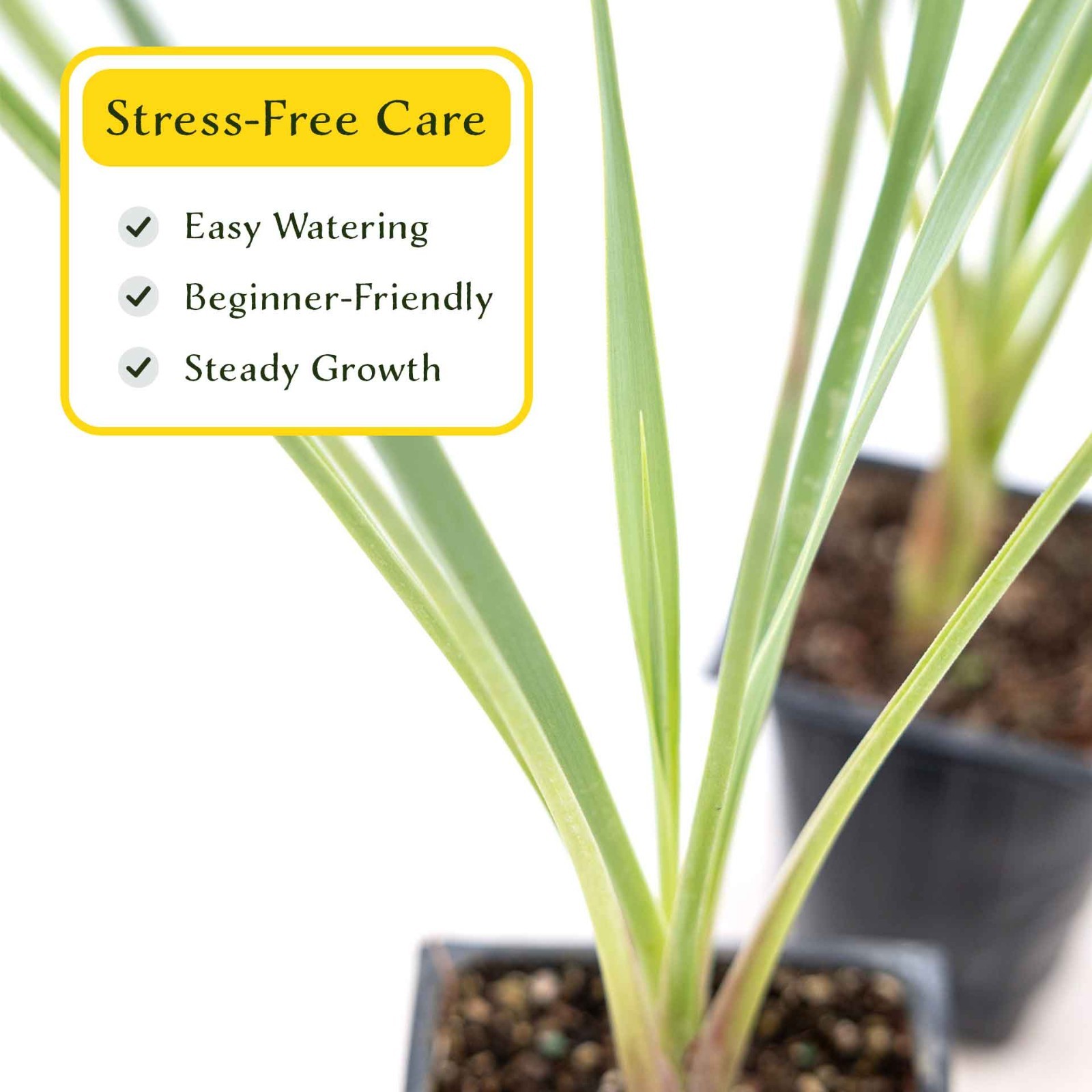 2 Blue Yucca Succulents in 3.5″ Cubes with Striking Blue-Gray Foliage (Yucca)